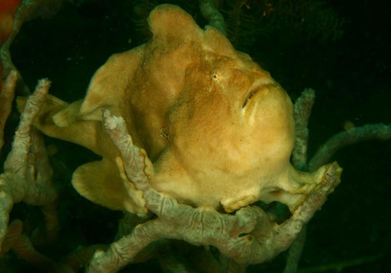 Giant frogfish