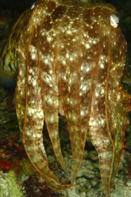 gigantic cuttlefish