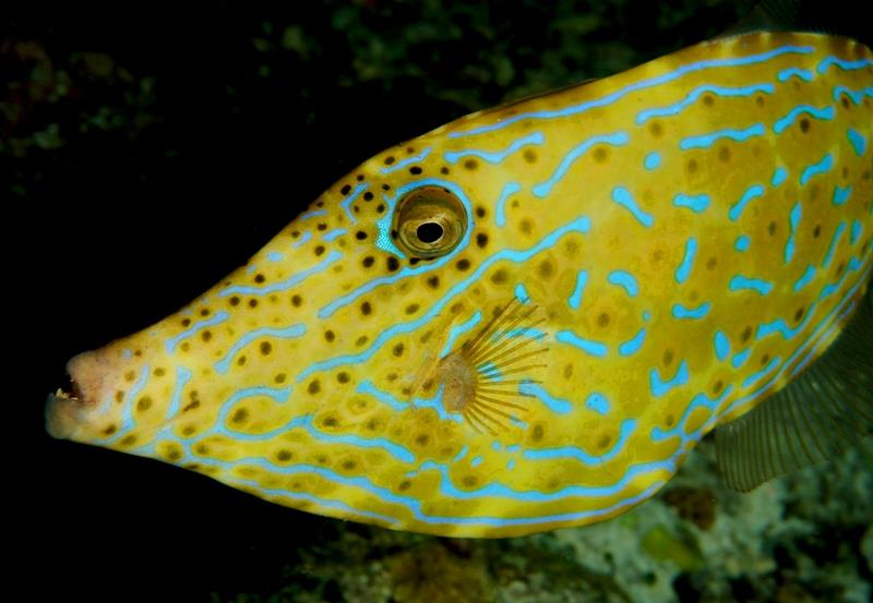 scrawled filefish