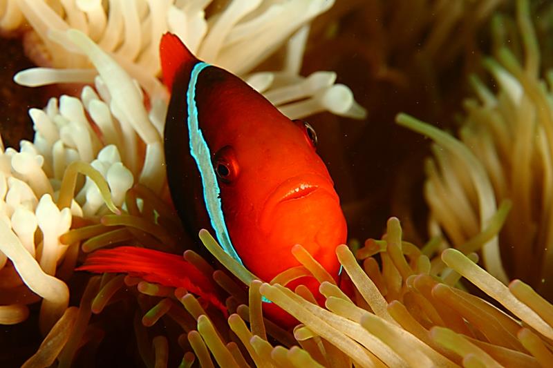 Tomato clownfish at home