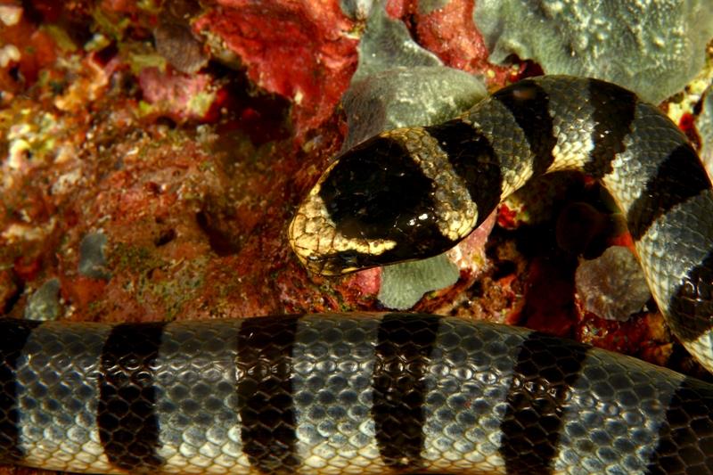 Banded sea krait