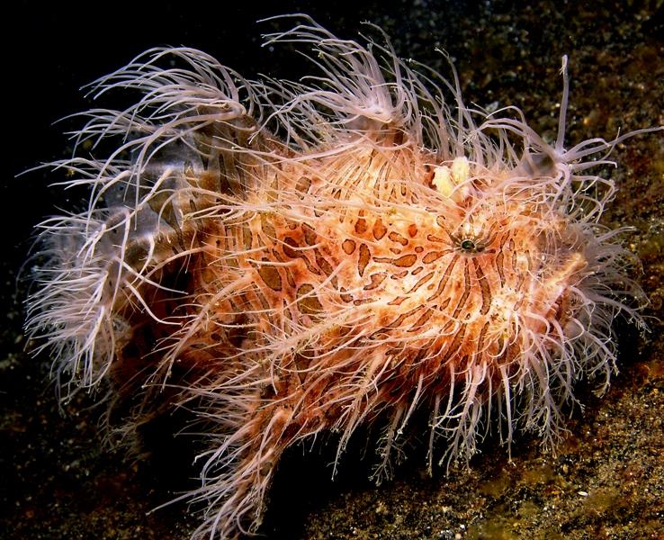 hairy frogfish