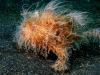 Hairy frogfish