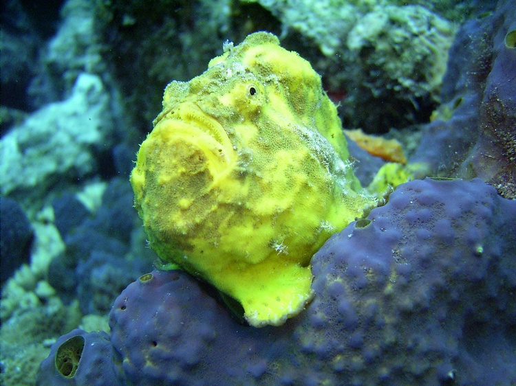 Frog Fish