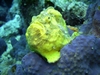 Frog Fish