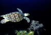 Bloody Bay Wall Little Cayman