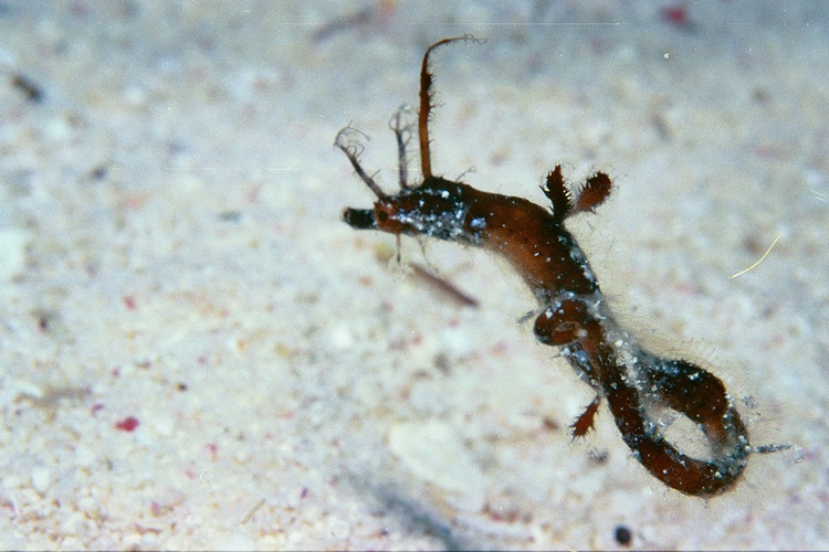 Pipe Fish