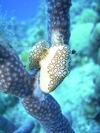 Flamingo Tongue