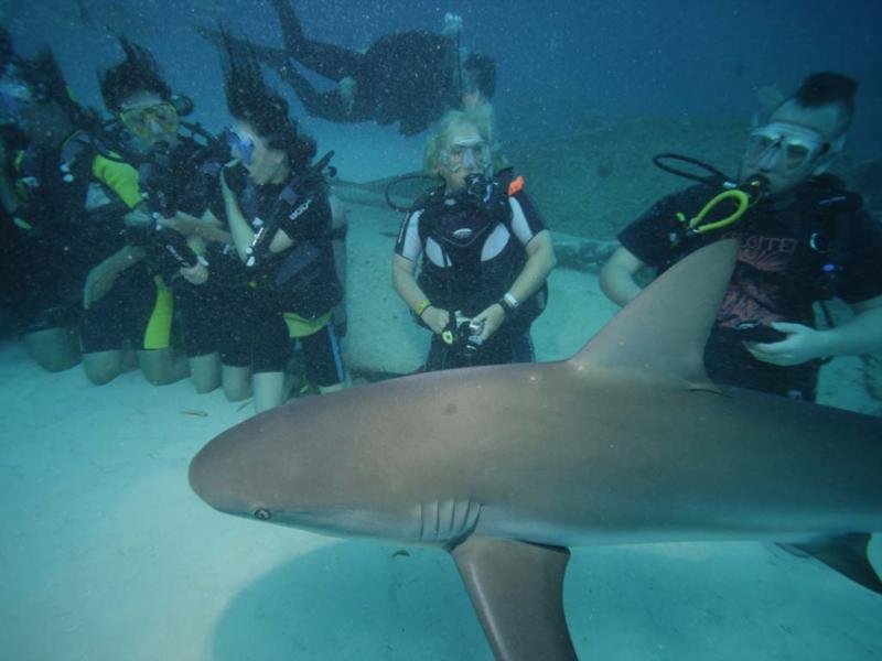 shark  feeding dive