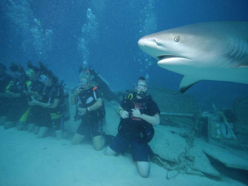 shark  feeding dive