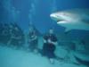shark  feeding dive