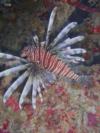 Lion Fish at Benwood, Key Largo