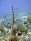 Trumpet Fish, Key Largo
