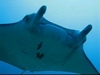 my 1st manta ray