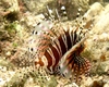 lionfish