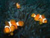 anemone fishes