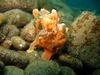 frogfish