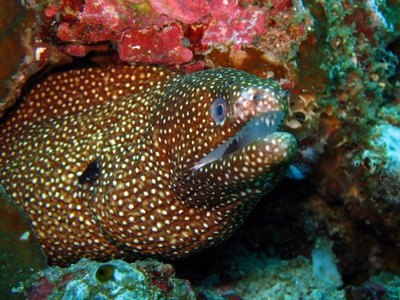 moray eel