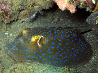 spotted eagle ray