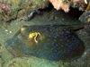 spotted eagle ray