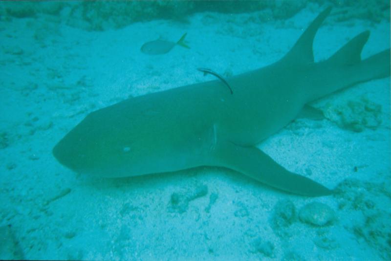 shark