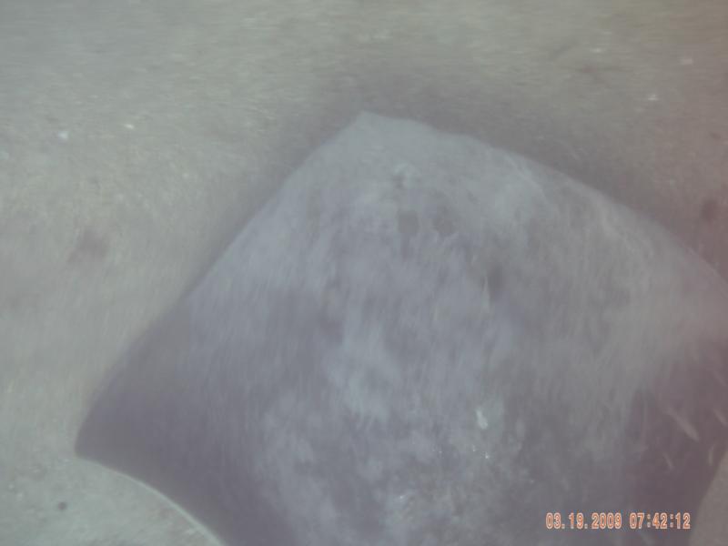 big ray