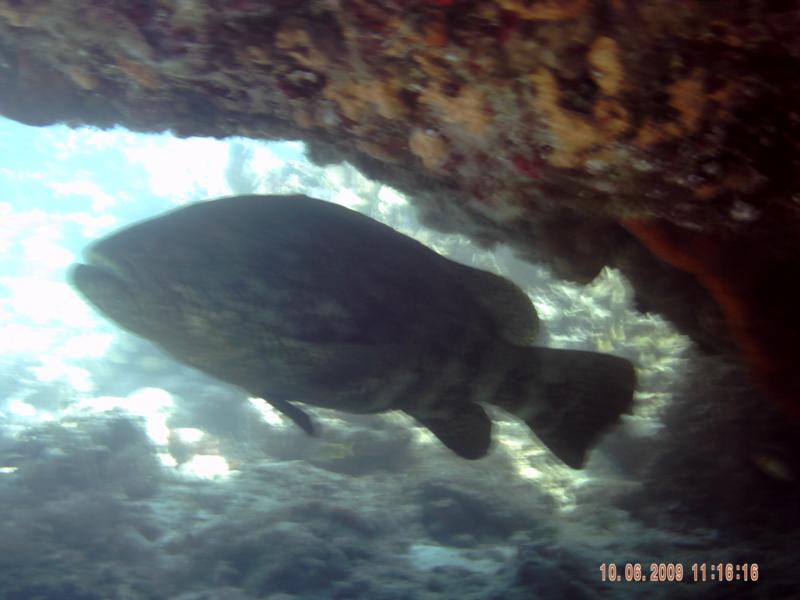 goliath grouper