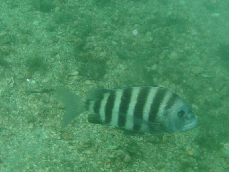 sheepshead