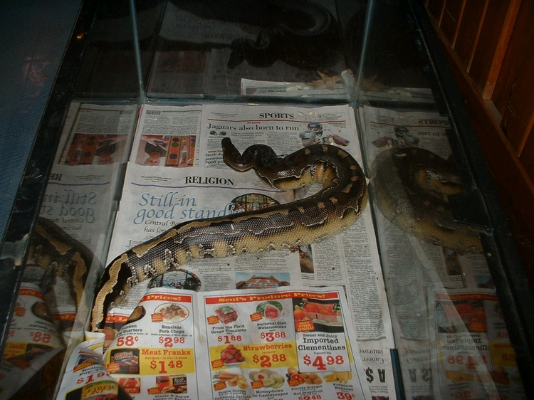 blood python