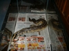 blood python