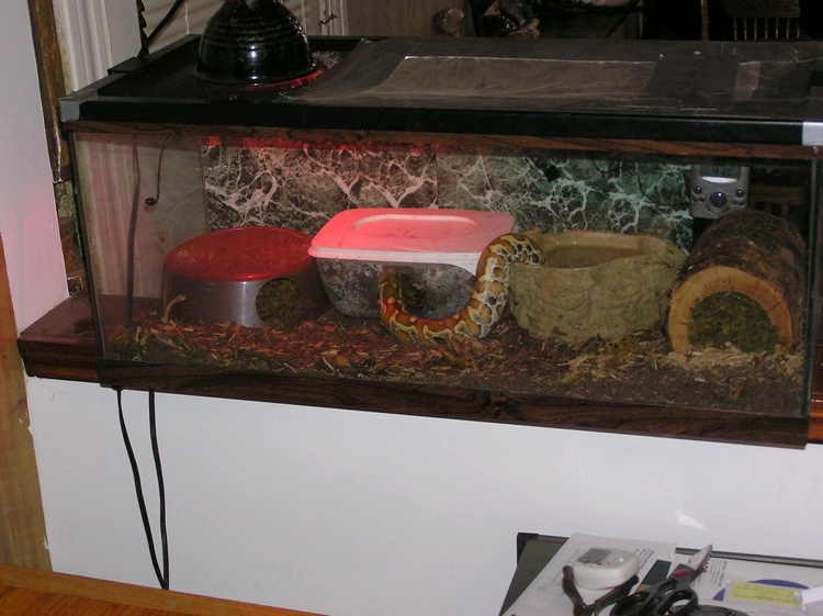 blood python