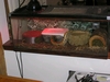 blood python