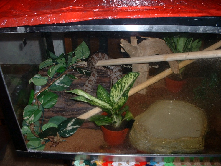amazon tree boa