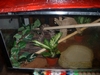 amazon tree boa