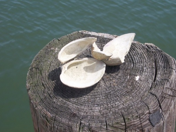 Chesapeake Bay 