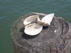 Chesapeake Bay 