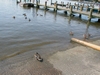 Chesapeake Bay 