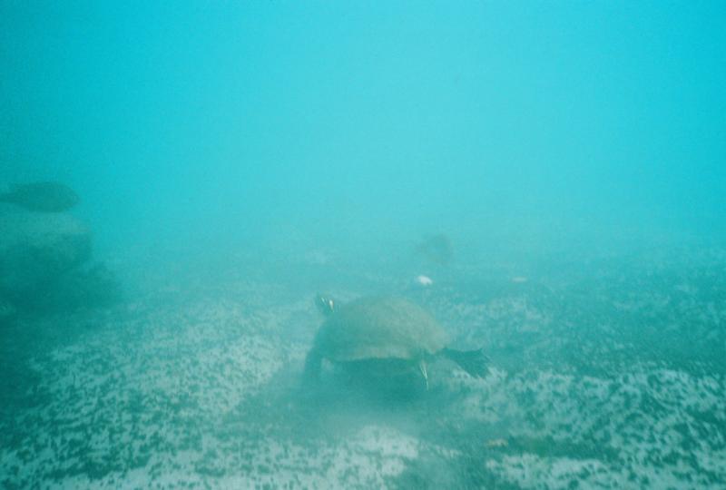 Strange Fish Comal River