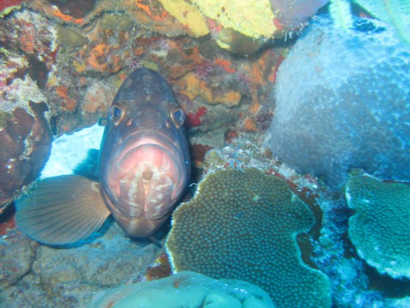 Grouper