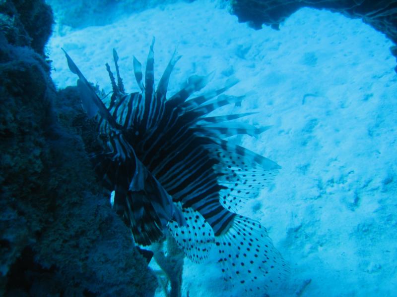 Lion Fish 2