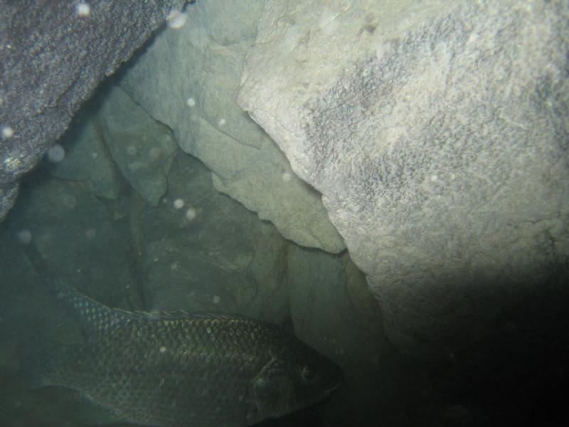 What kind of Fish? Fresh Water