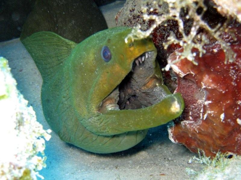 Mora eel turks & Cacois