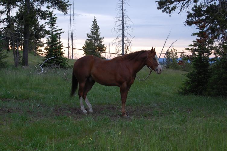This is my Horse Red