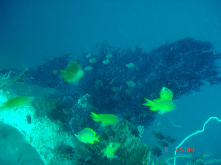 Big Sea Plank or Sea Fan