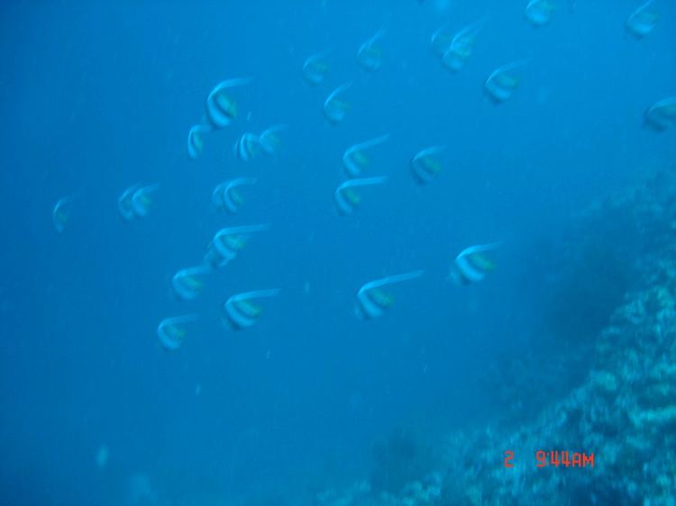 Lion fishes