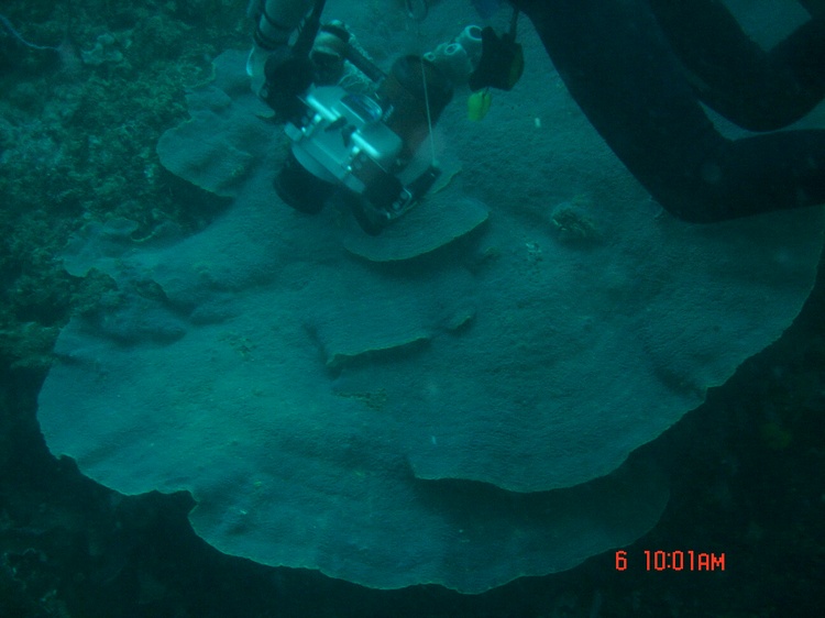 huge table coral