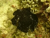 black frog fish