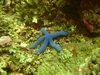 blue star fish