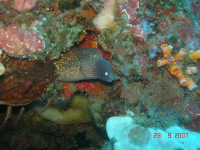 Moray eel