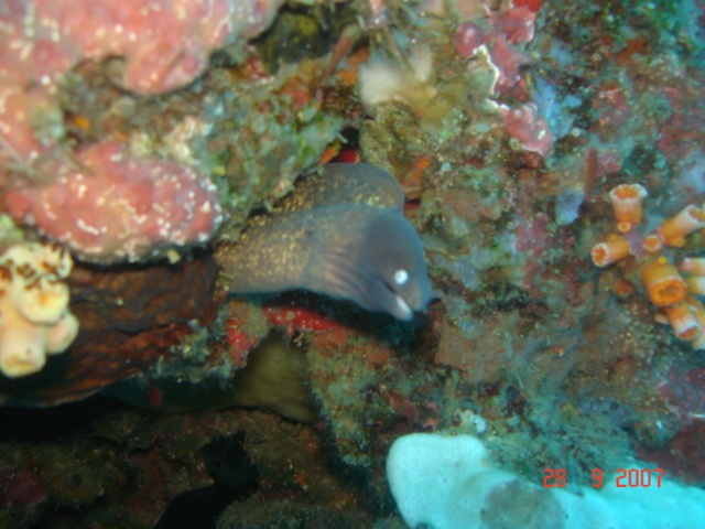 Moray Eel